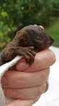 Während unserem Gemeinschaftstraining im Juni fanden wir ein Eichhörnchen-Baby auf dem Vereinsgelände. Es war verletzt, schwach und voller Fliegeneier...